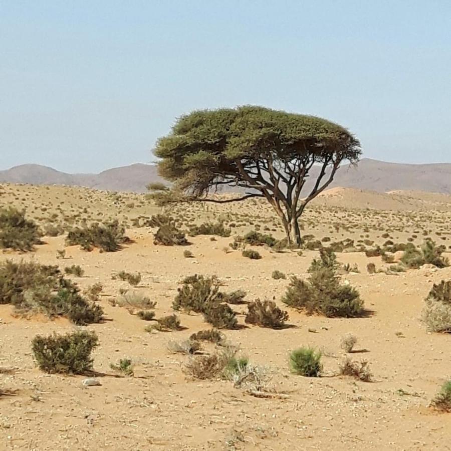 Auberge Aain Nakhla كلميم المظهر الخارجي الصورة