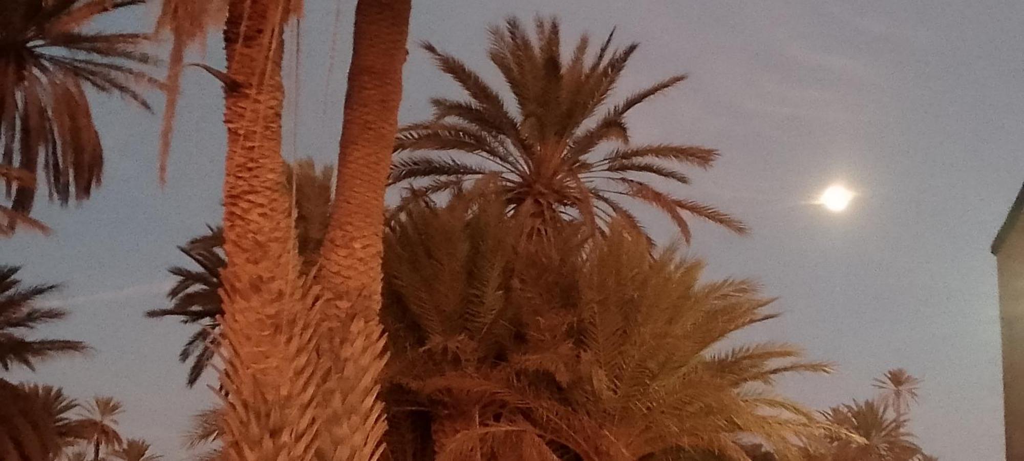Auberge Aain Nakhla كلميم المظهر الخارجي الصورة